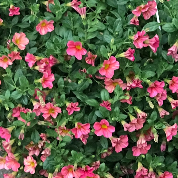 Meet your Posher, Christy - Picture 1 of 1